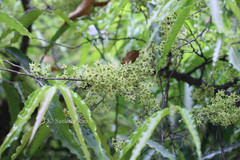 Polyalthia longifolia